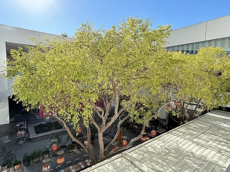 Patio and trees (Hammer Museum) Sept. 2024.JPG